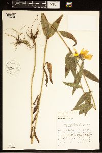 Helianthus x laetiflorus image