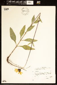 Helianthus x laetiflorus image