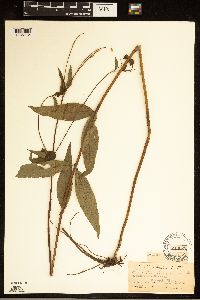 Image of Helianthus laevigatus