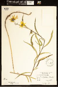 Helianthus maximiliani image