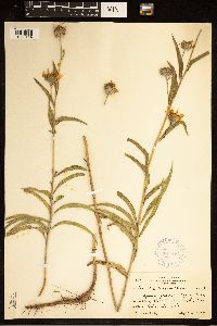 Helianthus maximiliani image