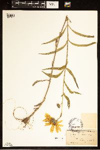 Helianthus maximiliani image