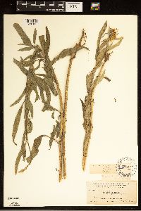 thumbnail image of current specimen