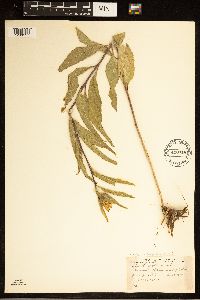 Helianthus nuttallii image