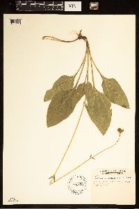 Image of Helianthus occidentalis