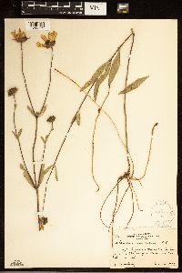 Helianthus pauciflorus subsp. subrhomboideus image