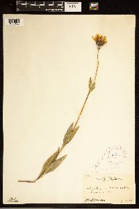 Helianthus pauciflorus subsp. subrhomboideus image