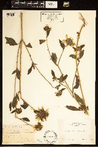 Helianthus petiolaris image