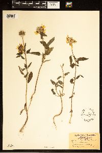 Helianthus petiolaris image