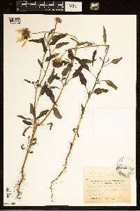 Helianthus petiolaris image