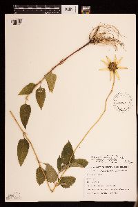 Heliopsis helianthoides image
