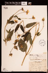 Heliopsis helianthoides var. scabra image