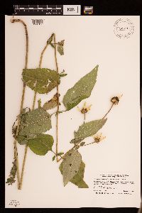 Heliopsis helianthoides var. scabra image