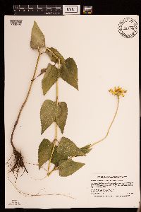 Heliopsis helianthoides image