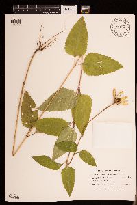Heliopsis helianthoides image
