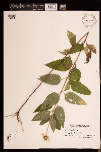 Heliopsis helianthoides image