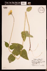 Heliopsis helianthoides var. scabra image