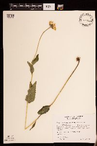 Heliopsis helianthoides var. scabra image