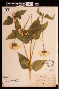 Heliopsis helianthoides image