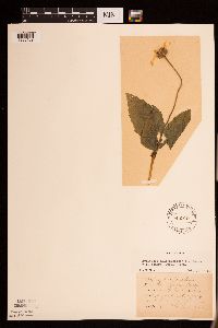 Heliopsis helianthoides image