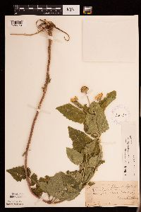 Heliopsis helianthoides var. scabra image