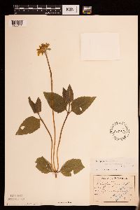 Heliopsis helianthoides var. scabra image