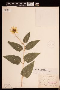 Heliopsis helianthoides image