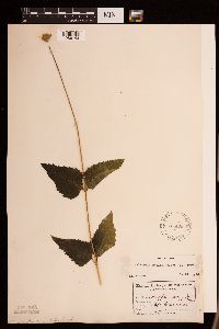 Heliopsis helianthoides image