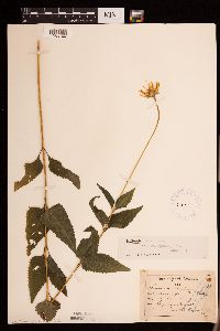 Heliopsis helianthoides image