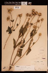 Heliopsis helianthoides image