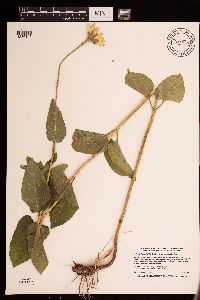 Heliopsis helianthoides var. scabra image