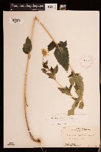 Heliopsis helianthoides image