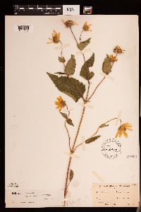 Heliopsis helianthoides image