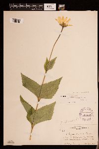 Heliopsis helianthoides image