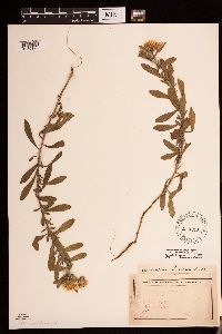 Heterotheca villosa image