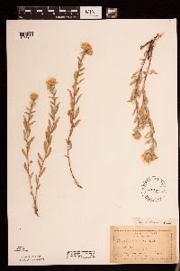 Heterotheca villosa image