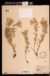 Heterotheca stenophylla var. angustifolia image