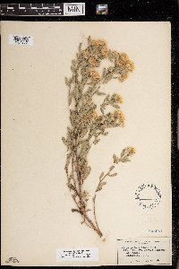 Heterotheca villosa image