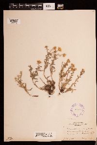Heterotheca villosa image