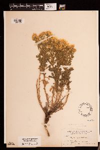 Heterotheca villosa image