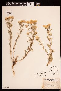 Heterotheca villosa image