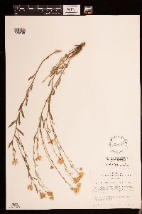 Heterotheca villosa image