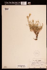 Heterotheca villosa image