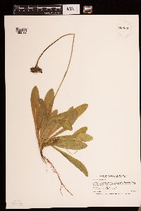 Hieracium aurantiacum image