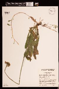 Hieracium aurantiacum image