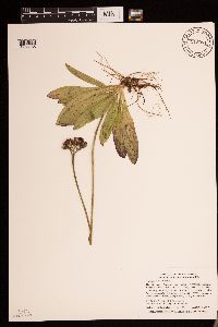 Hieracium aurantiacum image