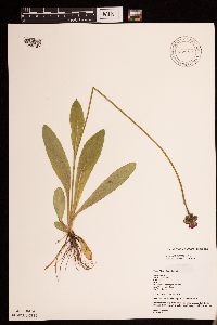 Hieracium aurantiacum image