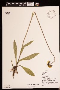 Hieracium caespitosum image