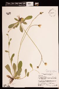 Hieracium pilosella image