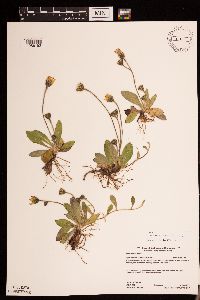 Hieracium pilosella image